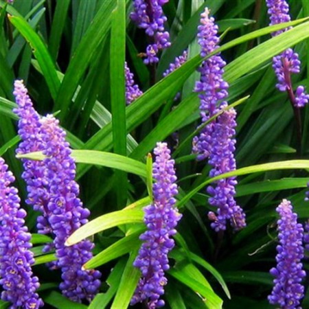 Liriope muscari "Amethyst" - liriopa modrincová